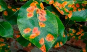 Методы борьбы и профилактики с болезнями и паразитами