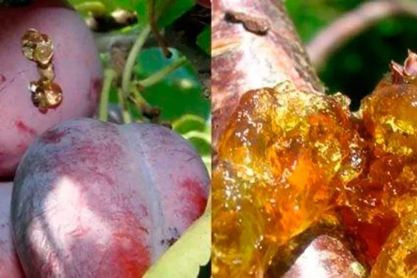 Методы борьбы и профилактики с болезнями и паразитами