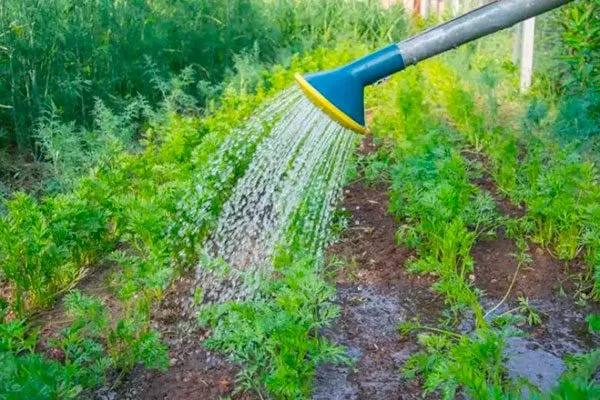 Методы полива моркови