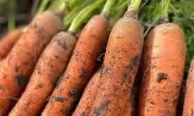 морковь Ранняя сладкая