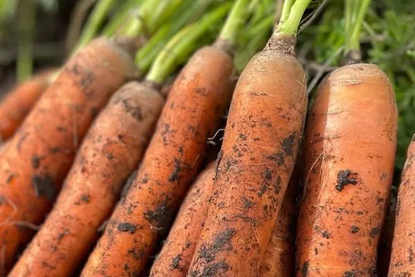 морковь Ранняя сладкая