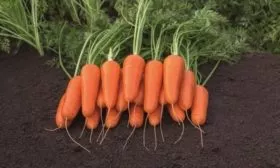 морковь Каспий