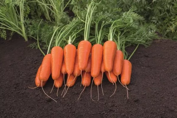 морковь Каспий