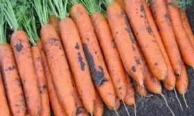 морковь Бангор