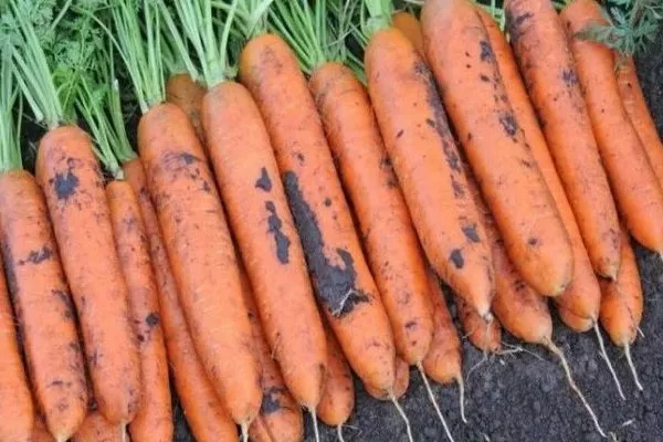 морковь Бангор