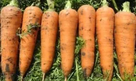 морковь Бастия