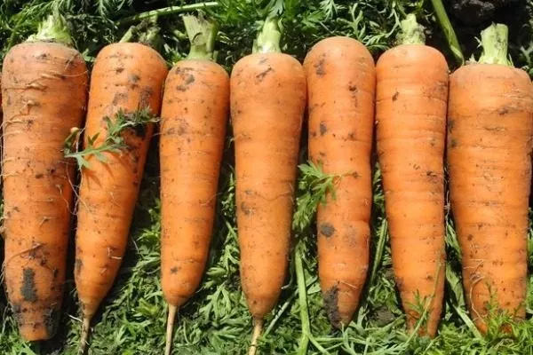 морковь Бастия
