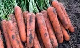 морковь Берски