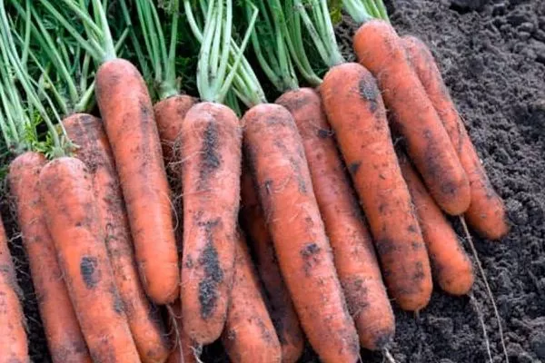 морковь Берски