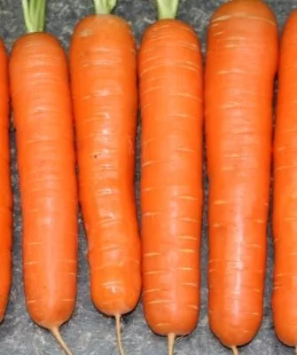Морковь Детская сладкая