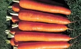 Морковь Император