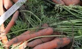 морковь император описание корнеплода