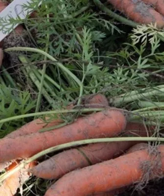 морковь император описание корнеплода