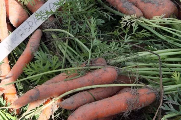 морковь император описание корнеплода