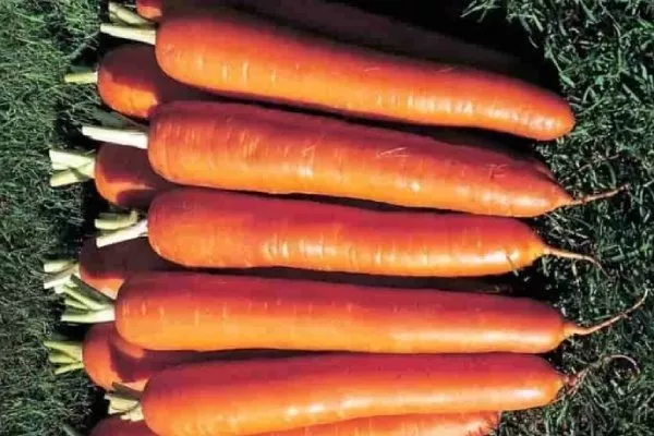 Морковь Император