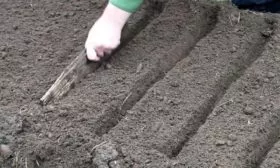 морковь император: посев