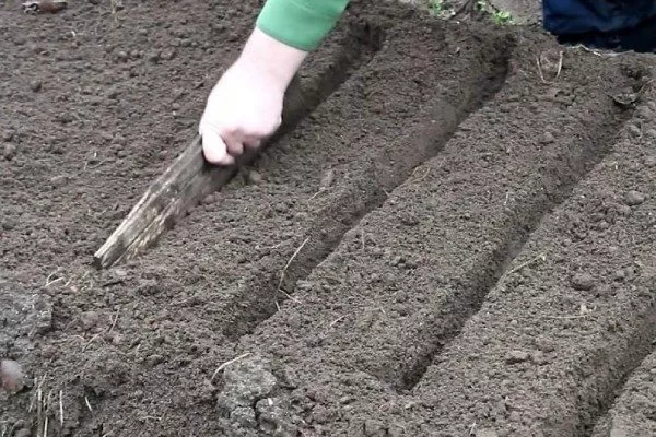 морковь император: посев