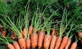 морковь Каротель