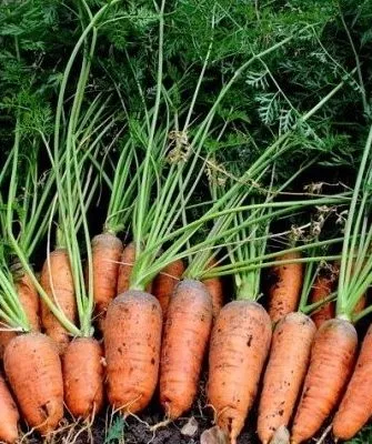 морковь Каротель