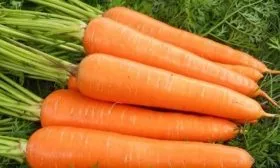морковь Каротель селект