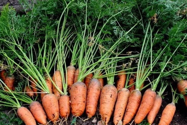 морковь Каротель