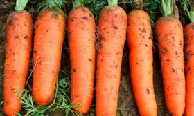 Морковь кордоба на главную