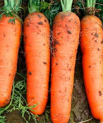 Морковь кордоба на главную