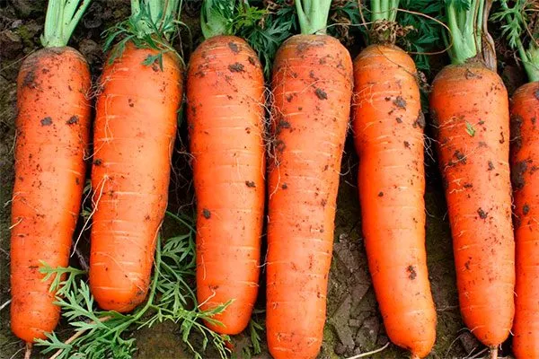 Морковь кордоба на главную