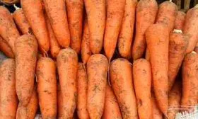 Советы опытных огородников