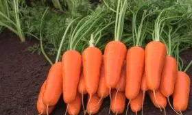 Внешние и вкусовые характеристики, предназначение