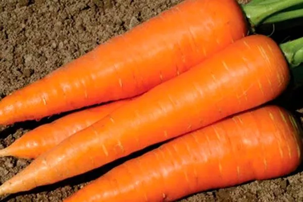 Сроки созревания