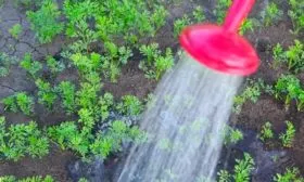 Полив моркови