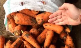 Сбор и хранение урожая