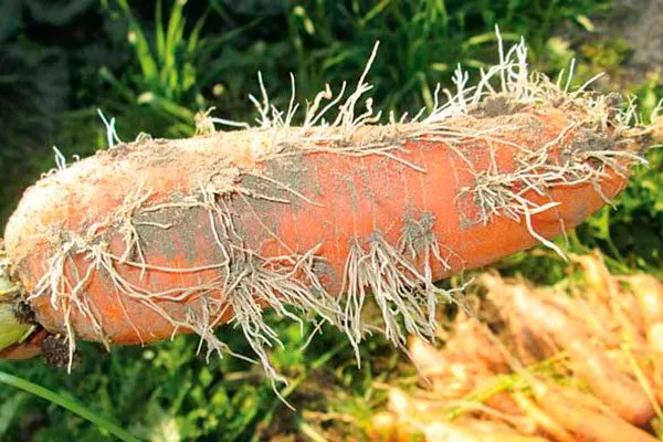 «Волосатость» моркови