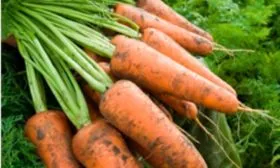 Представление о сорте