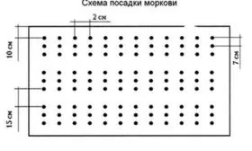 Сроки, схема и правила посадки