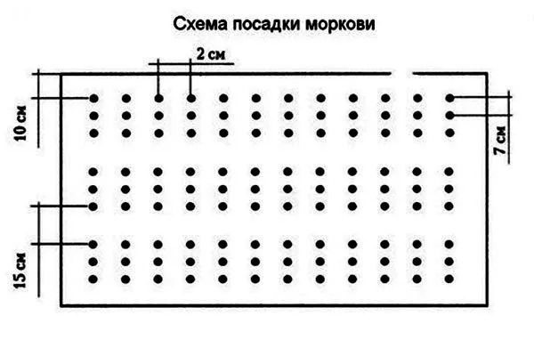 Морковь Кордоба5 схема