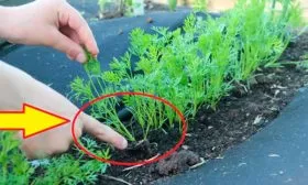 Прореживание и борьба с сорняками