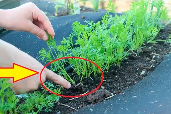 Прореживание и борьба с сорняками