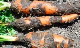 Морковь Кордоба7