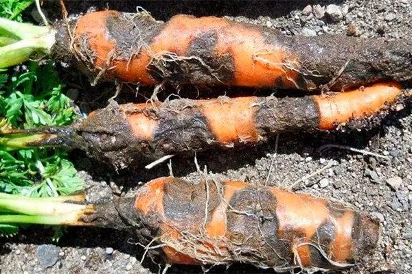 Морковь Кордоба7