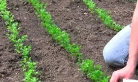 Особенности выращивания