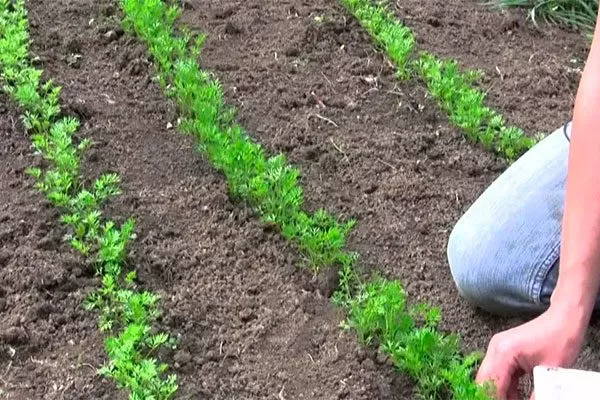 Особенности выращивания