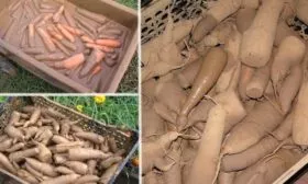 Морковь Нантская 4: хранение корнеплодов в глине