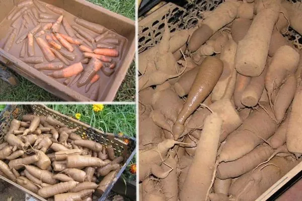 Морковь Нантская 4: хранение корнеплодов в глине