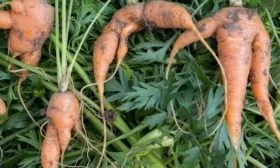 Морковь Нантская 4: корнеплоды корявые и рогатые