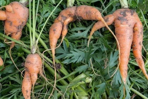 Морковь Нантская 4: корнеплоды корявые и рогатые