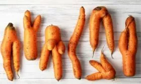 Морковь Нантская 4: корявая и уродливая