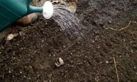 Морковь Нантская 4: полить бороздки