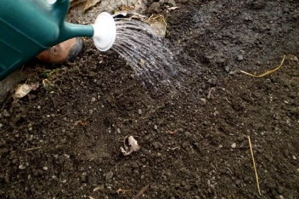 Морковь Нантская 4: полить бороздки